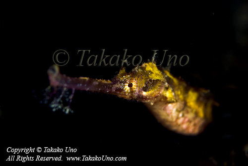 Pipefish 01tc2 Whiskered 8304 Takako UNO