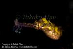 Pipefish 01tc2 Whiskered 8304 Takako UNO