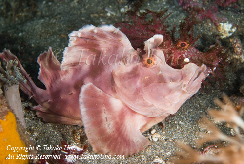 Scorpionfish 04t Rhinopias pair 9681