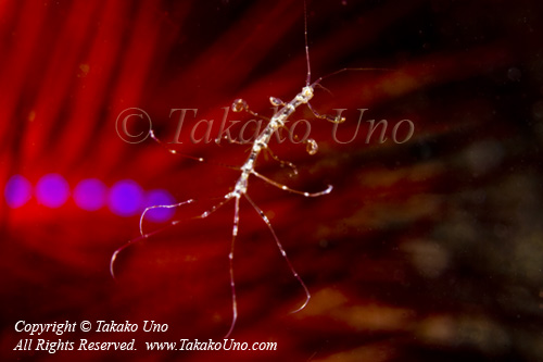 Skeleton Shrimp 02tc 9840 Takako UNO