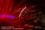 Skeleton Shrimp 02tc 9840 Takako UNO