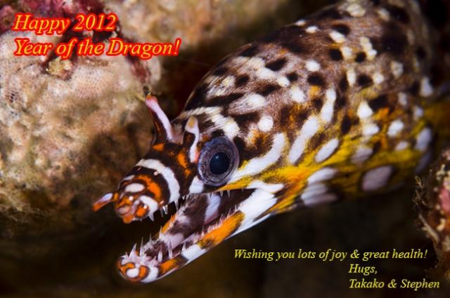 Happy New Year of the Dragon!! We hope this year will be wonderful for you all:-) Dragon Eel from Cristmas Is..