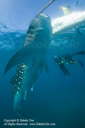 Whale Shark 13tc & Emma 0117