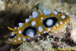 Phyllidia ocellatus 01tc 0141