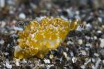 Nudi 04tc Pleubrobranchidae forskalii or P mamillatus juv 8833 Komo Sep09