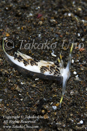 Nudi 07tc Cerberilla sp 5789 Komo Aug09