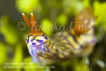 08tc Hypselodoris nigrostriata strange rhinophores 0300 KBR May09