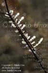 Eubranchus sp on Hydroid 5806 Komo Aug09