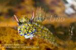 09tc Hypselodoris 0303 KBR May09