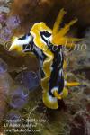 Nudi 10tc Chromodoris sp or strigata 9031 Komodo09