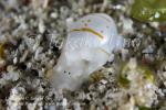 Nudi 11tc Bubble Shell Atys sp 9060 Komo Sep09