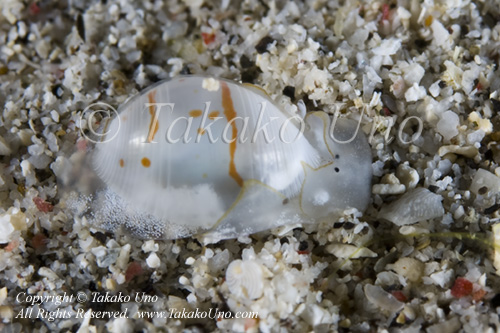 Nudi 12tc Bubble Shell Atys sp 9064 Komo Sep09