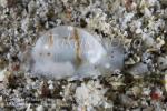 Nudi 12tc Bubble Shell Atys sp 9064 Komo Sep09