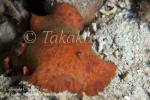 Nudi 13t Playtadoris formosa 5920 Komo Aug09