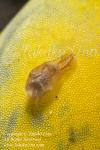 Nudi 15tc Bubble Shell Haminoea sp on Tunicate 8720 KBR May09
