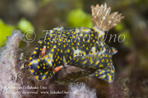 19tc Hypselodoris 8774 KBR May09