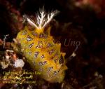 Halgerda tessellata Nudi 02tc 2929