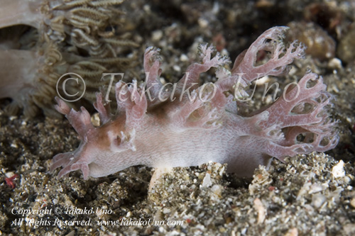 Nudi 36tc Tritonia sp 0247 Komo Sep09