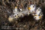 Nudi 40tc Doto sp 7650 Bali Aug09 copy