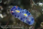 Nudi 41tc Thorunna sp or Hypselodoris sp juv 9976 KBR May09