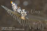 Nudi 42tc Doto sp & Skeleton Shrimp mof 7659 Bali Aug09