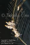 Nudi 43tc Doto sp & Skeleton Shrimp 7665 Bali Aug09 copy