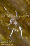 Flabellina sp 0487 KBR May09