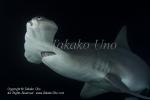 Great Hammerhead Shark 108t 8796