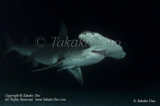 Great Hammerhead Shark 113tc 8834 Takako UNO