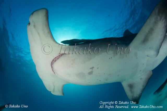 Great Hammerhead Shark 119t 8532 Takako UNO