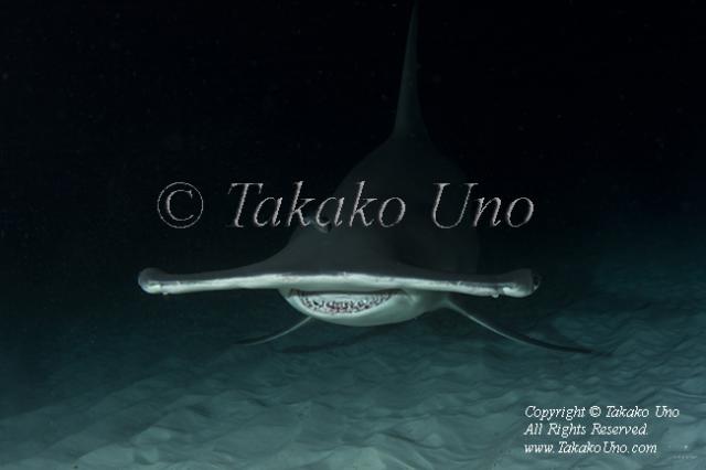 Great Hammerhead Shark 165tc 8719 Takako UNO