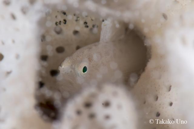 Stephen's discovery Goby (note eggs on top)
