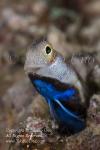 Blenny 01tc Bluebelly male courtship color 4520 Takako UNO