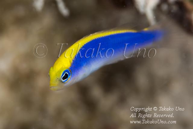 Dottyback 01tc Sunrise 3599