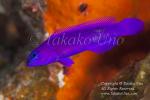 Dottyback 01tc Orchid 4442