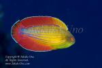 Eight-line Wrasse 4487