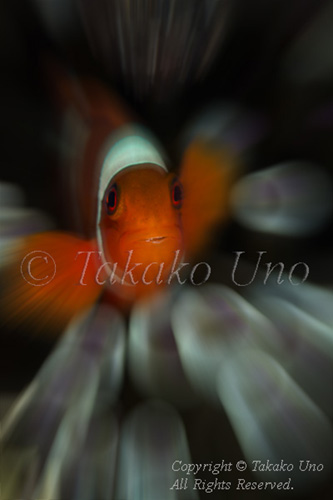 Anemonefish 01tc Spine-cheek 5142 Takako UNO