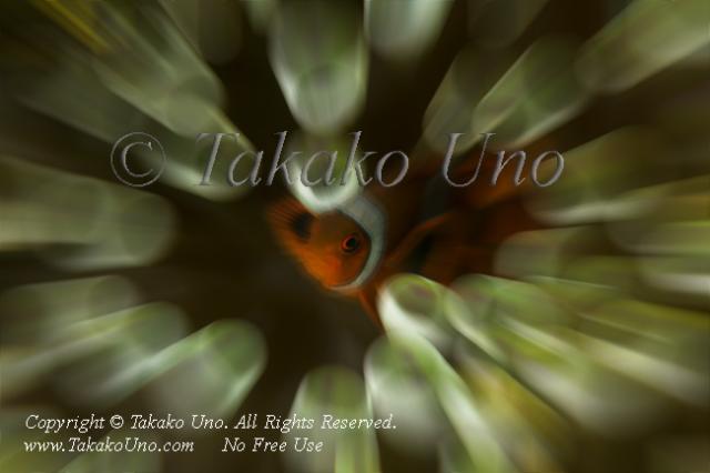 Anemonefish 01tc2 Spine-cheek 9037 Takako UNO