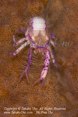 Crab 02tc Fairy Squat Lobster 0167 Takako UNO