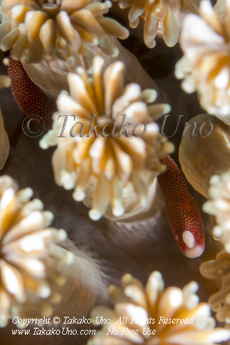 Pug-head Coral Pipefish 8930