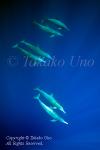 Spinner Dolphin 06tc Eastern 0094