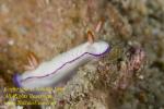 Thorunna daniellae Nudi 38tc 1174