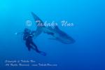 Shark 03tcW Whale Shark & KayYaw 4620