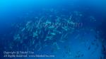 Bumphead 10tc or humphead parrotfish 3746
