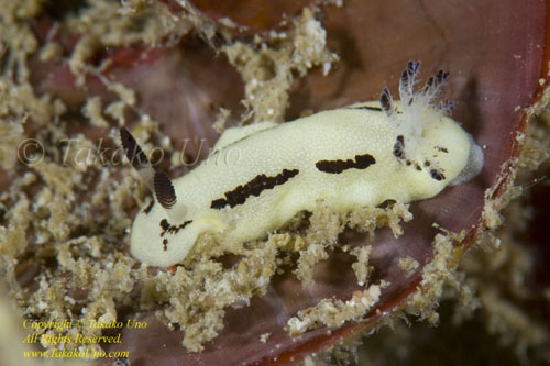 Paradoris sp Nudi 11tc 0576