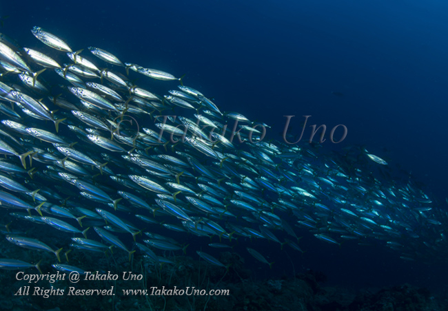 Double-Line Mackerel 01tc @ Shark City 3852