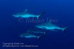 Shark 07tc Grey Reef 3640