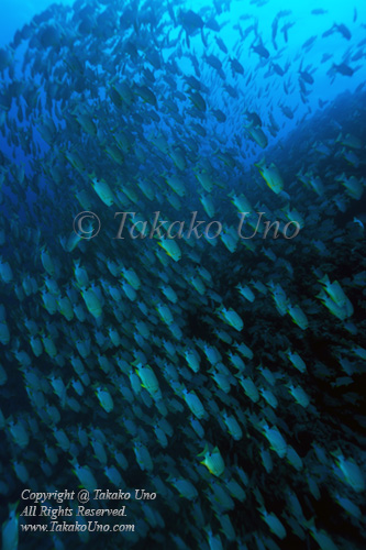 Snapper 19t Sailfin or blue-lined sea bream 7136