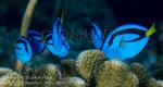 Surgeonfish 02tc Blue Tang 5031