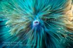 Anemone 01t 7947